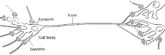 Neuron-Axon